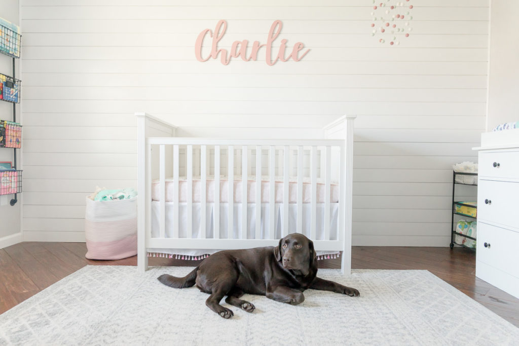 chocolate lab poses for In-home Newborn Photos