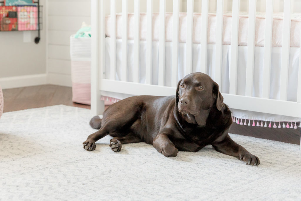 family dog on guard during In-home Newborn Photos