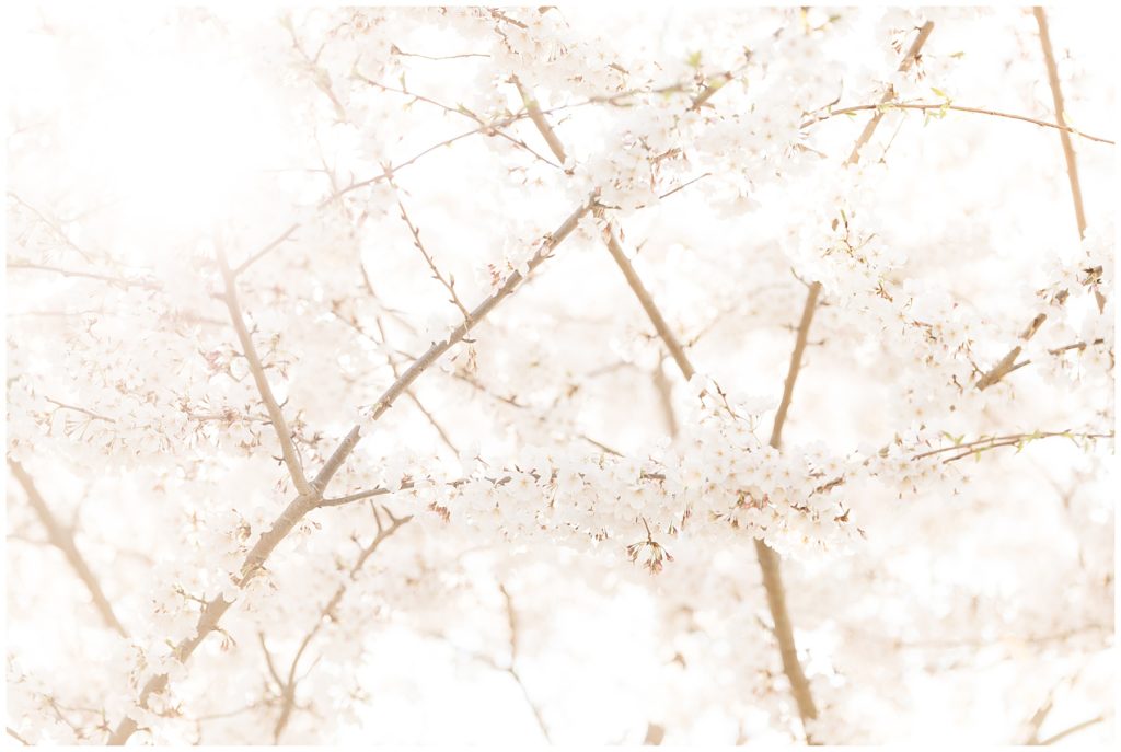 spring 2020 cherry blossoms