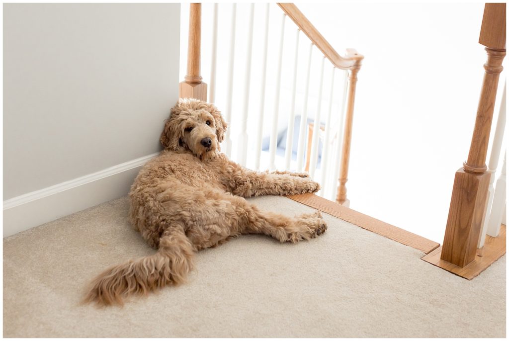dog lays at top of stairs
