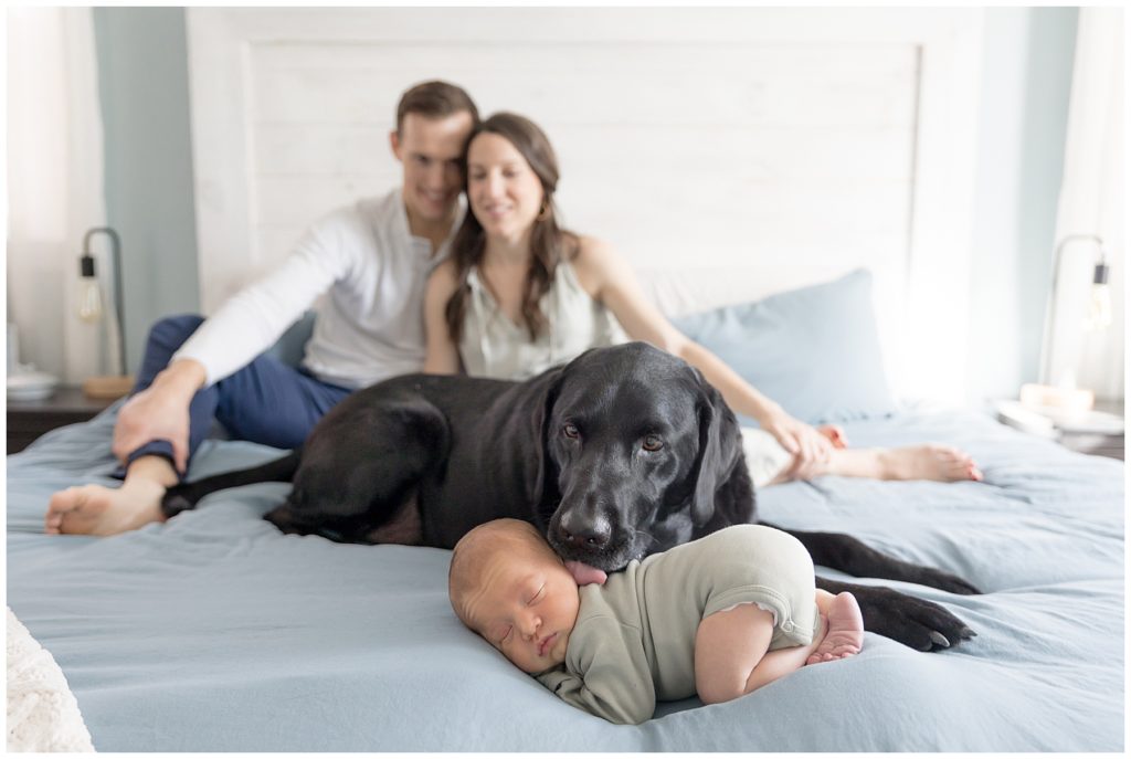 mom and dad cuddle while family dog kisses new baby