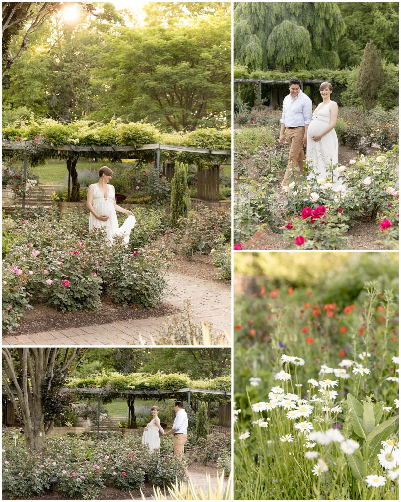 favorite photoshoot locations, Brookside Gardens rose garden