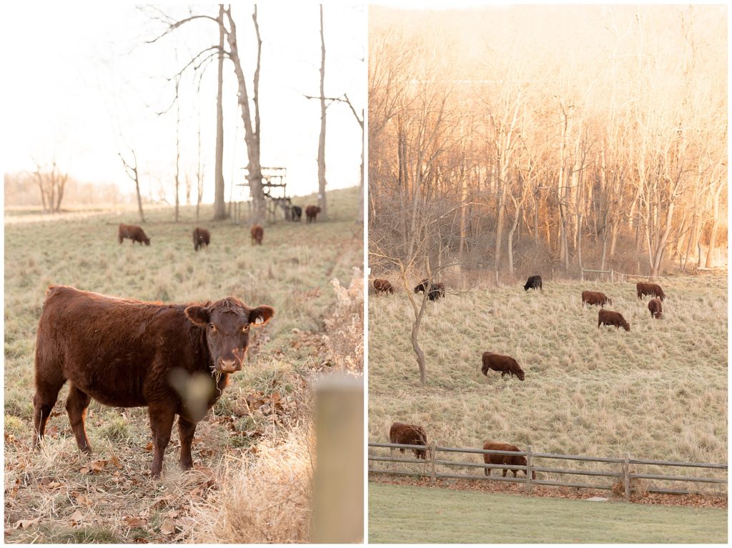 cows in the pasture